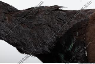 Photo Textures of Bird Feather